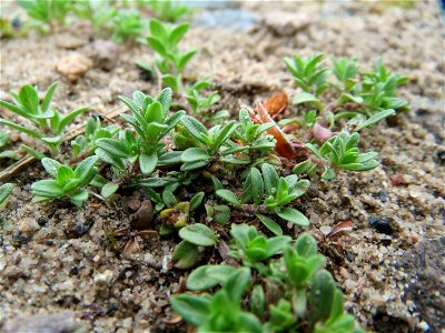 Sand-Thymian (Thymus serpyllum) im Naturschutzgebiet Hirschacker und Dossenwald