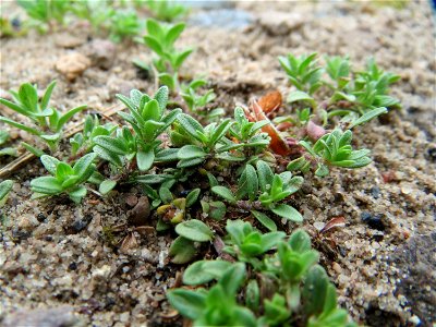 Sand-Thymian (Thymus serpyllum) im Naturschutzgebiet Hirschacker und Dossenwald photo