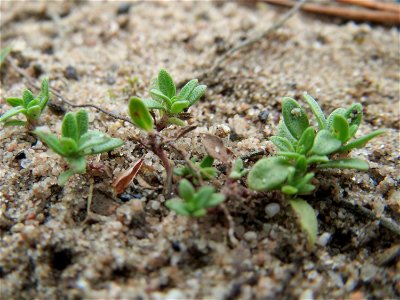 Sand-Thymian (Thymus serpyllum) im Naturschutzgebiet Hirschacker und Dossenwald photo