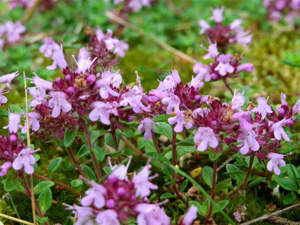 Sand-Thymian (Thymus serpyllum) im Naturschutzgebiet Birzberg