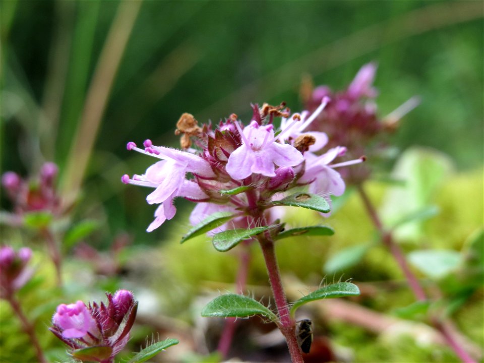Sand-Thymian (Thymus serpyllum) im Naturschutzgebiet Birzberg