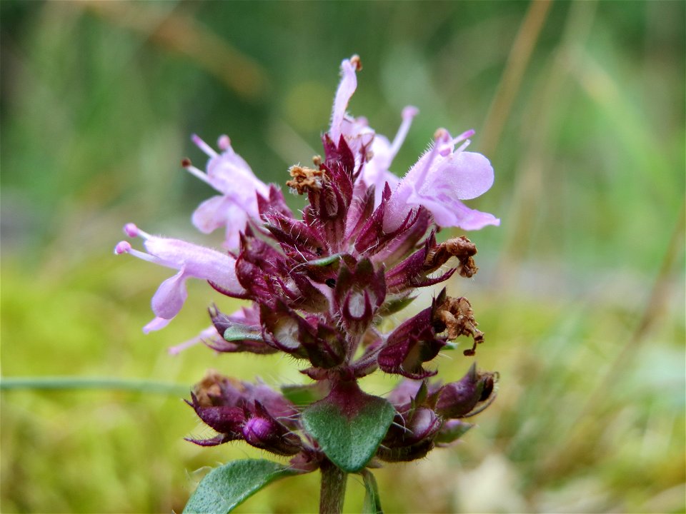 Sand-Thymian (Thymus serpyllum) im Naturschutzgebiet Birzberg