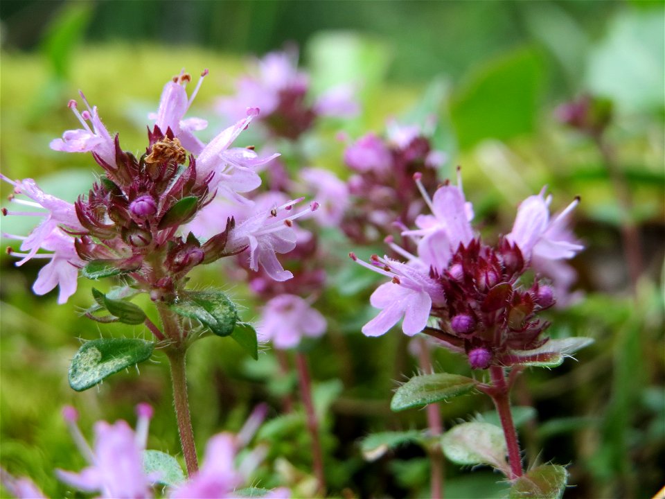 Sand-Thymian (Thymus serpyllum) im Naturschutzgebiet Birzberg