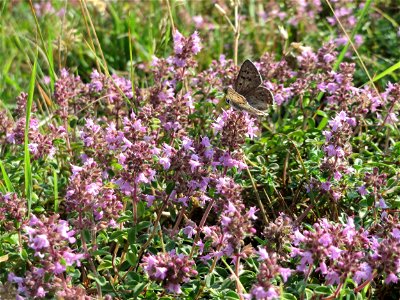 Sand-Thymian (Thymus serpyllum) am Schalkenmehrener Maar