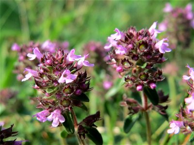 Sand-Thymian (Thymus serpyllum) am Schalkenmehrener Maar