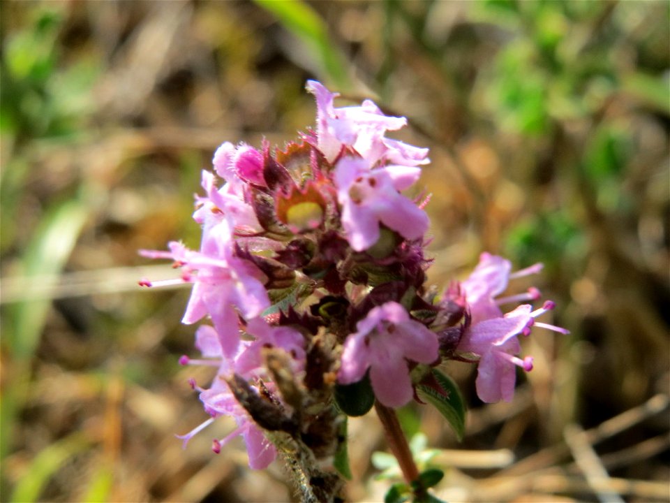 Sand-Thymian (Thymus serpyllum) am Schalkenmehrener Maar