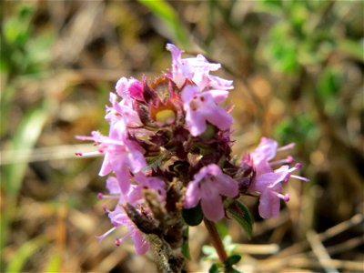Sand-Thymian (Thymus serpyllum) am Schalkenmehrener Maar