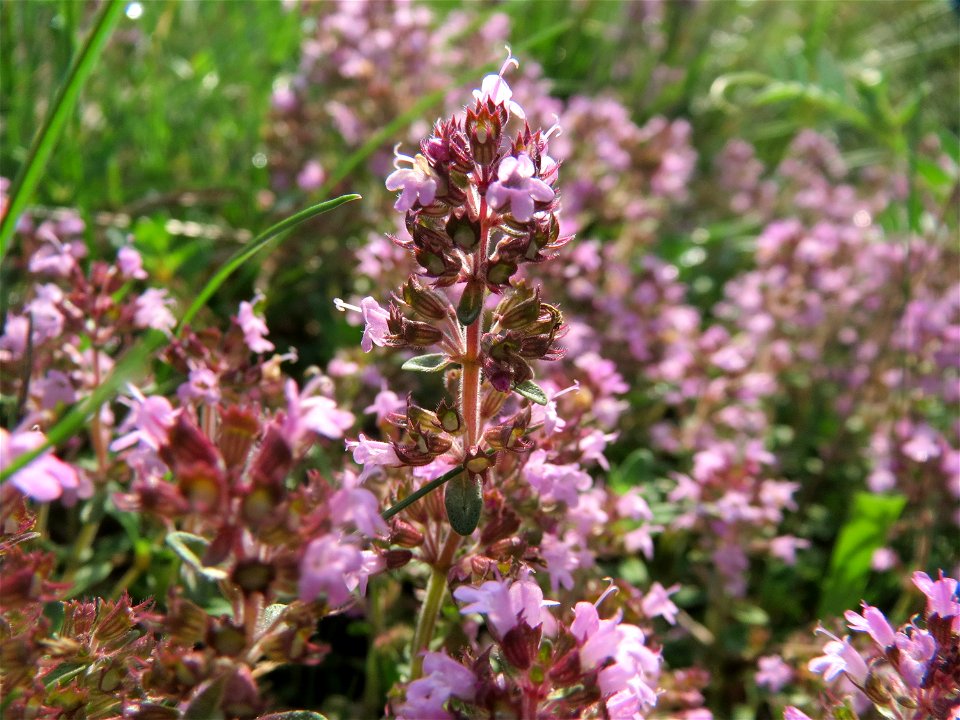 Sand-Thymian (Thymus serpyllum) bei Schalkenmehren