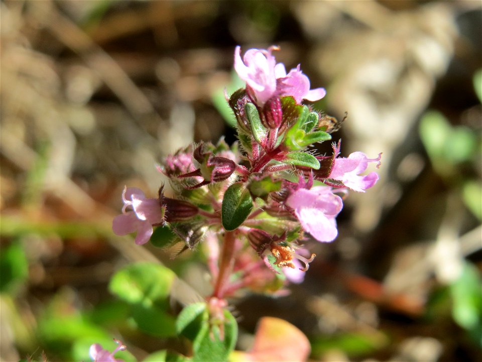 Sand-Thymian (Thymus serpyllum) im Schwetzinger Hardt