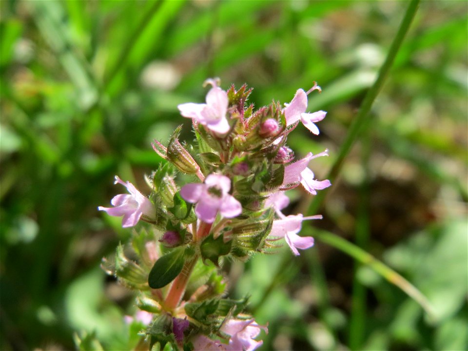 Sand-Thymian (Thymus serpyllum) im Schwetzinger Hardt