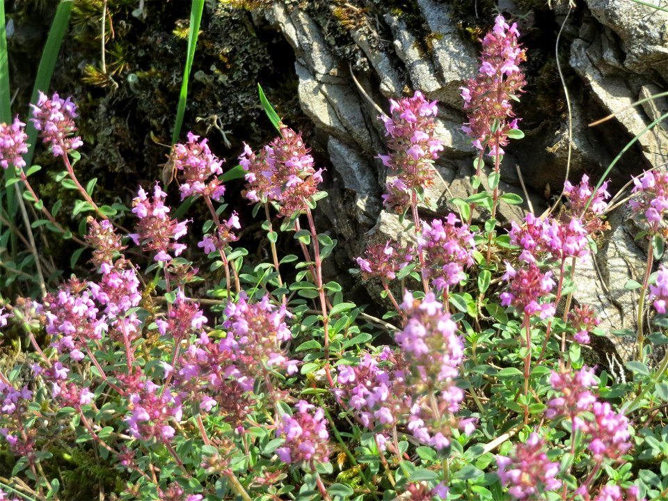 Sand-Thymian (Thymus serpyllum) östlich vom Naturschutzgebiet Mürmes