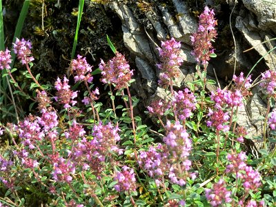 Sand-Thymian (Thymus serpyllum) östlich vom Naturschutzgebiet Mürmes