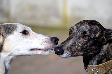 Black sniffing animal