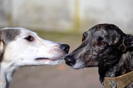 Black sniffing animal photo