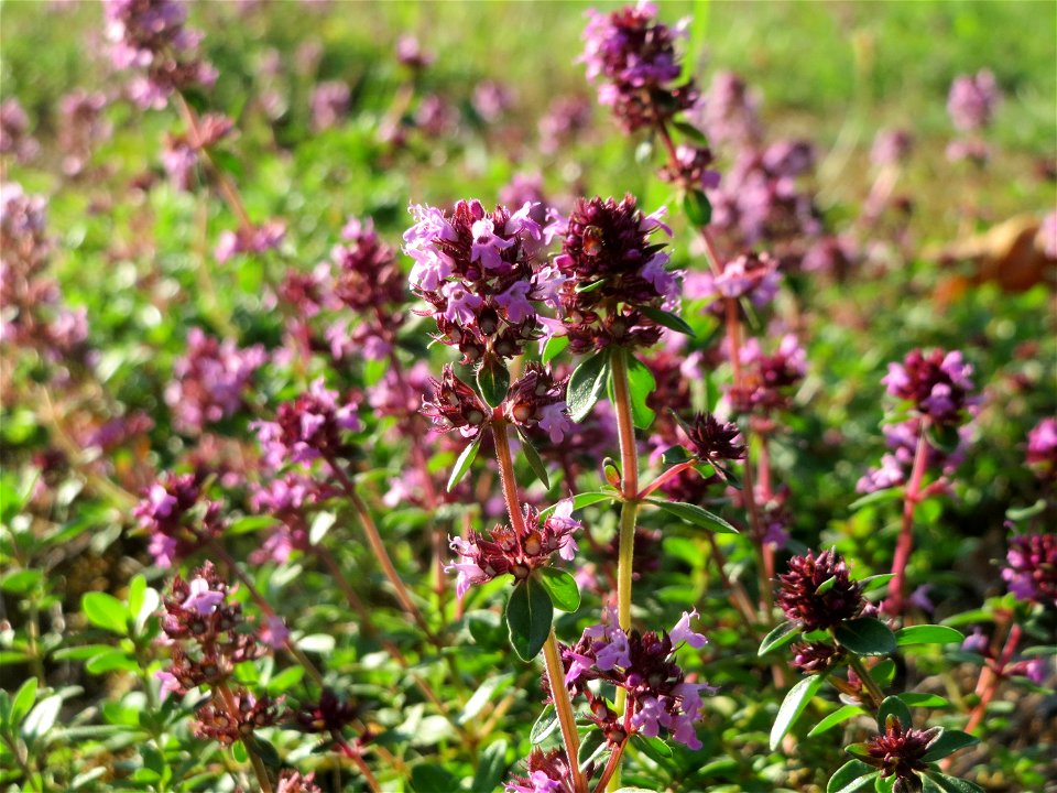 Breitblättriger Thymian (Thymus pulegioides) an der Saar in Saarbrücken