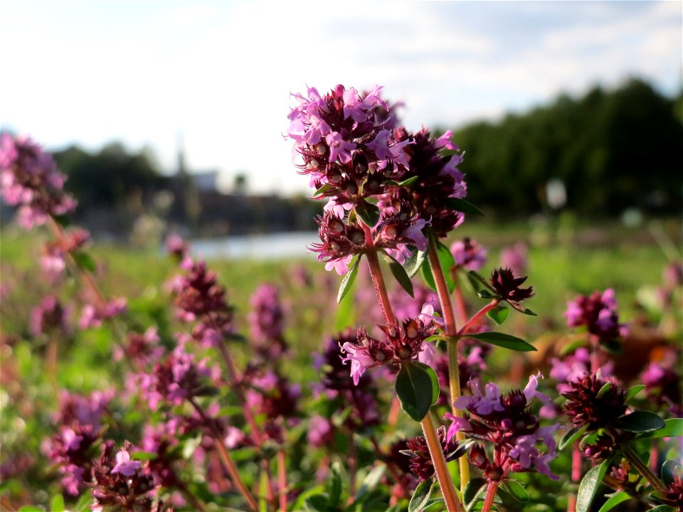 Breitblättriger Thymian (Thymus pulegioides) an der Saar in Saarbrücken