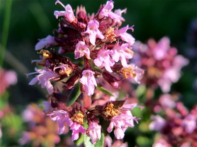 Breitblättriger Thymian (Thymus pulegioides) an der Saar in Saarbrücken