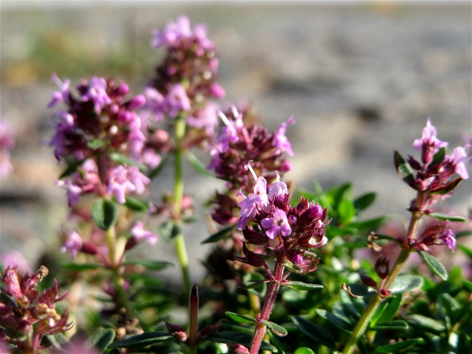 Breitblättriger Thymian (Thymus pulegioides) an der Saar in Saarbrücken