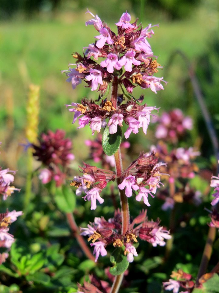 Breitblättriger Thymian (Thymus pulegioides) an der Saar in Saarbrücken