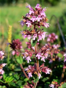 Breitblättriger Thymian (Thymus pulegioides) an der Saar in Saarbrücken