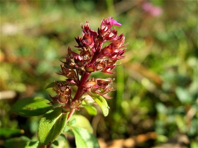 Sand-Thymian (Thymus serpyllum) im Schwetzinger Hardt