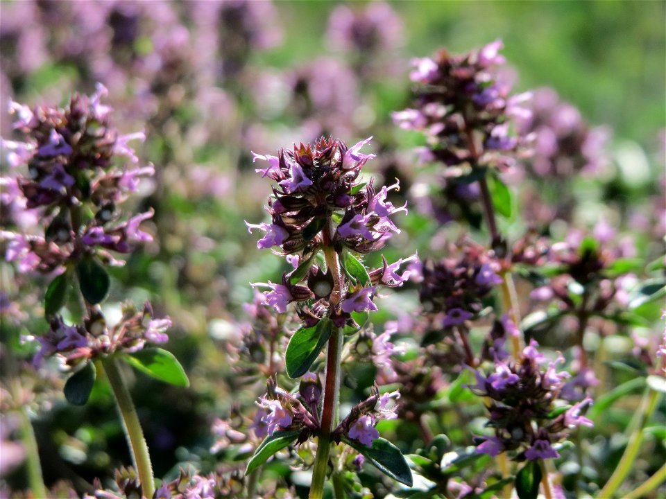 Breitblättriger Thymian (Thymus pulegioides) an der Saar in Saarbrücken
