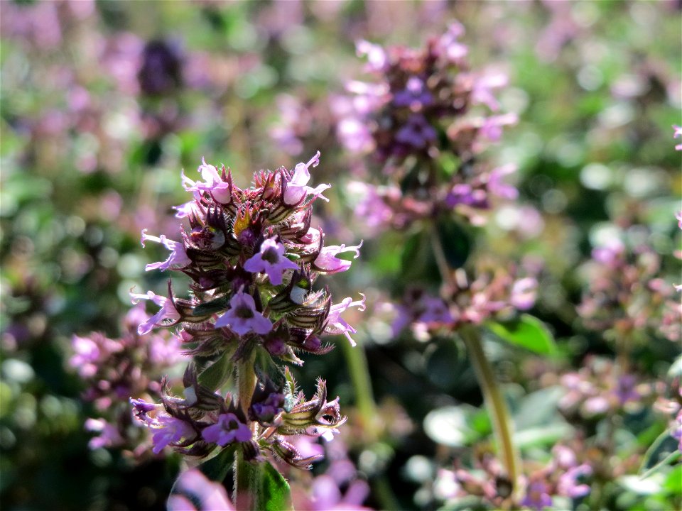 Breitblättriger Thymian (Thymus pulegioides) an der Saar in Saarbrücken