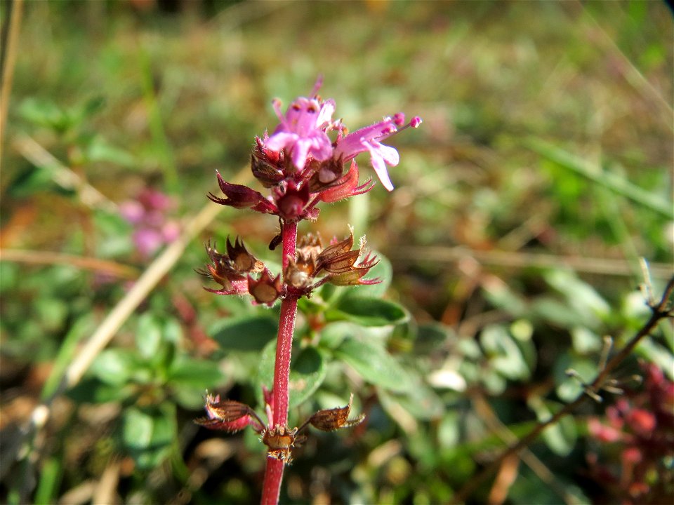 Sand-Thymian (Thymus serpyllum) im Schwetzinger Hardt