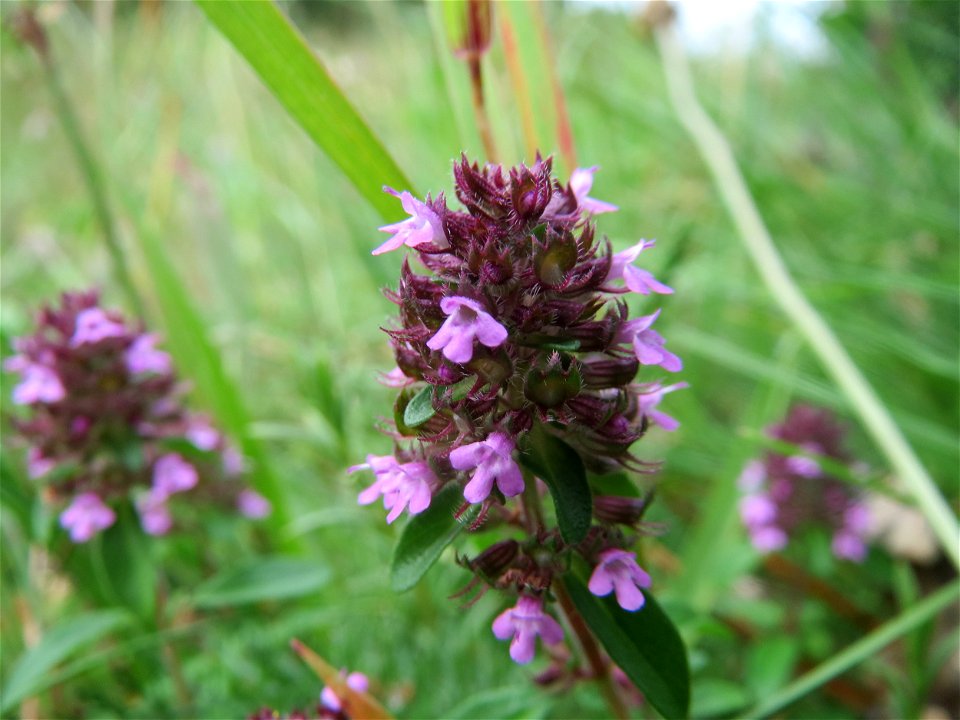 Breitblättriger Thymian (Thymus pulegioides) in der Schwetzinger Hardt - an der Bahnstrecke Mannheim-Karlsruhe findet sich ein kleines Sandmagerrasen-Biotop mit typischer Binnendünen-Vegetation