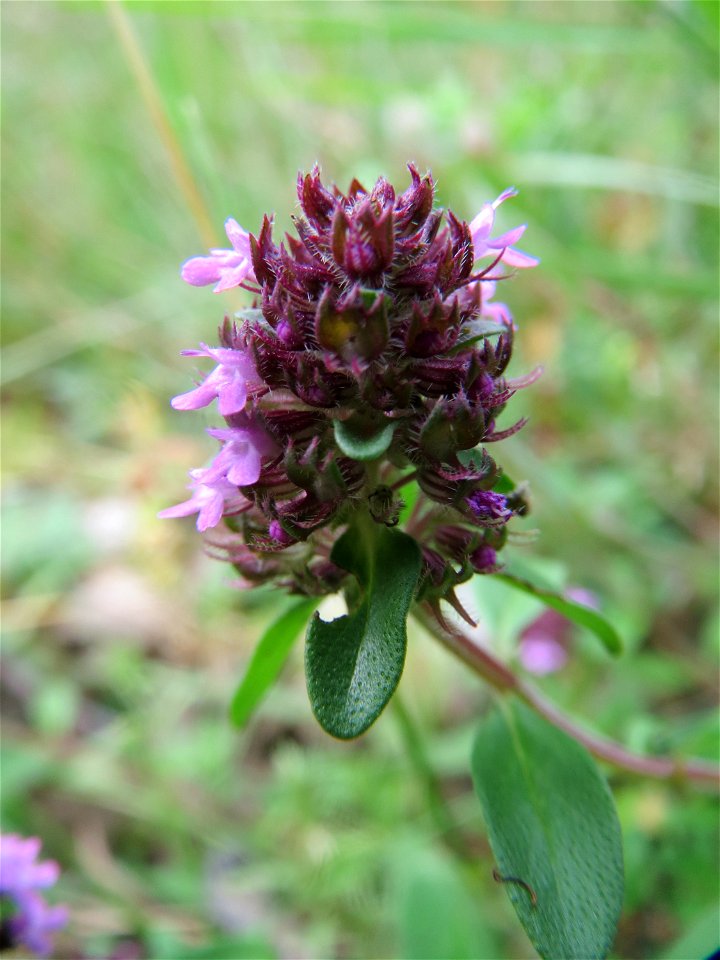 Breitblättriger Thymian (Thymus pulegioides) in der Schwetzinger Hardt - an der Bahnstrecke Mannheim-Karlsruhe findet sich ein kleines Sandmagerrasen-Biotop mit typischer Binnendünen-Vegetation