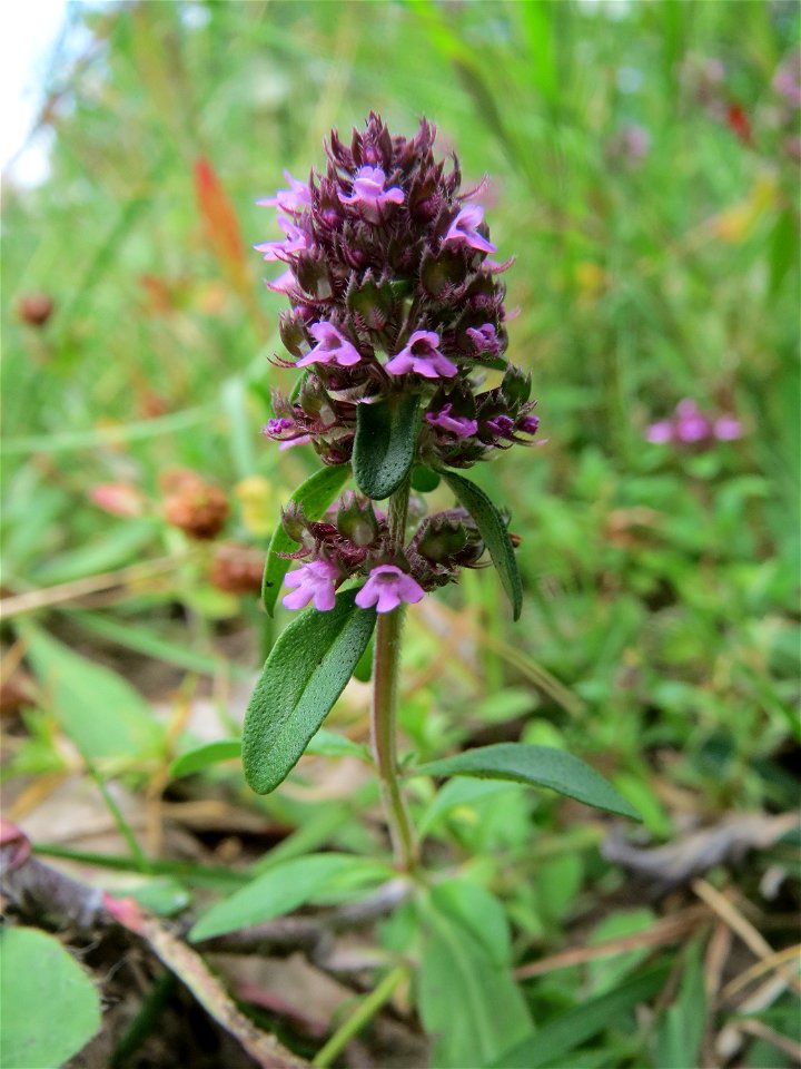 Breitblättriger Thymian (Thymus pulegioides) in der Schwetzinger Hardt - an der Bahnstrecke Mannheim-Karlsruhe findet sich ein kleines Sandmagerrasen-Biotop mit typischer Binnendünen-Vegetation