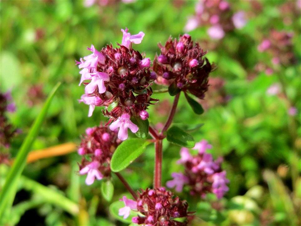 Breitblättriger Thymian (Thymus pulegioides) in der Schwetzinger Hardt - an der Bahnstrecke Mannheim-Karlsruhe findet sich ein kleines Sandmagerrasen-Biotop mit typischer Binnendünen-Vegetation