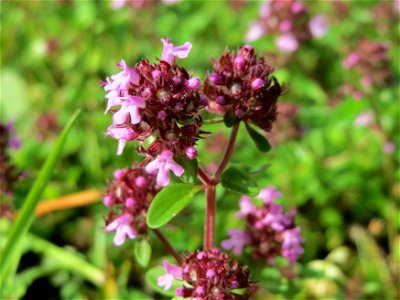 Breitblättriger Thymian (Thymus pulegioides) in der Schwetzinger Hardt - an der Bahnstrecke Mannheim-Karlsruhe findet sich ein kleines Sandmagerrasen-Biotop mit typischer Binnendünen-Vegetation