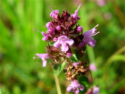 Breitblättriger Thymian (Thymus pulegioides) in der Schwetzinger Hardt - an der Bahnstrecke Mannheim-Karlsruhe findet sich ein kleines Sandmagerrasen-Biotop mit typischer Binnendünen-Vegetation