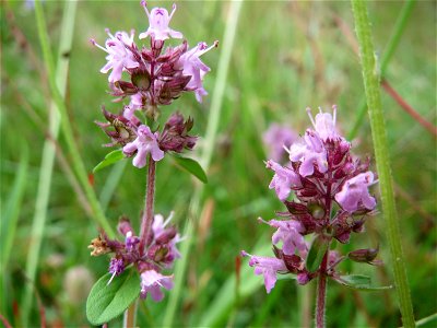 Breitblättriger Thymian (Thymus pulegioides) in der Schwetzinger Hardt - an der Bahnstrecke Mannheim-Karlsruhe findet sich ein kleines Sandmagerrasen-Biotop mit typischer Binnendünen-Vegetation