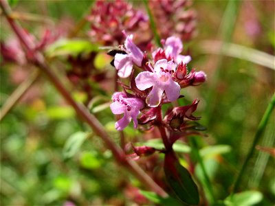 Sand-Thymian (Thymus serpyllum) im Schwetzinger Hardt - an der Bahnstrecke zwischen Hockenheim und Oftersheim findet sich eine bemerkenswerte Sand-Trockenrasen-Vegetation
