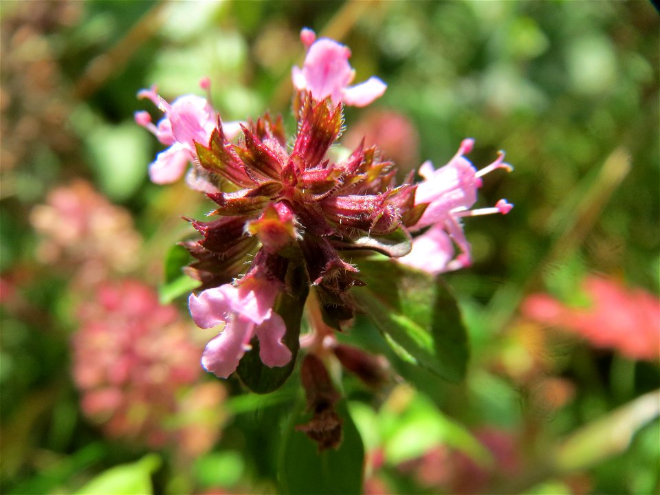 Sand-Thymian (Thymus serpyllum) im Schwetzinger Hardt - an der Bahnstrecke zwischen Hockenheim und Oftersheim findet sich eine bemerkenswerte Sand-Trockenrasen-Vegetation