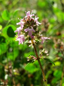 Sand-Thymian (Thymus serpyllum) im Schwetzinger Hardt - an der Bahnstrecke zwischen Hockenheim und Oftersheim findet sich eine bemerkenswerte Sand-Trockenrasen-Vegetation