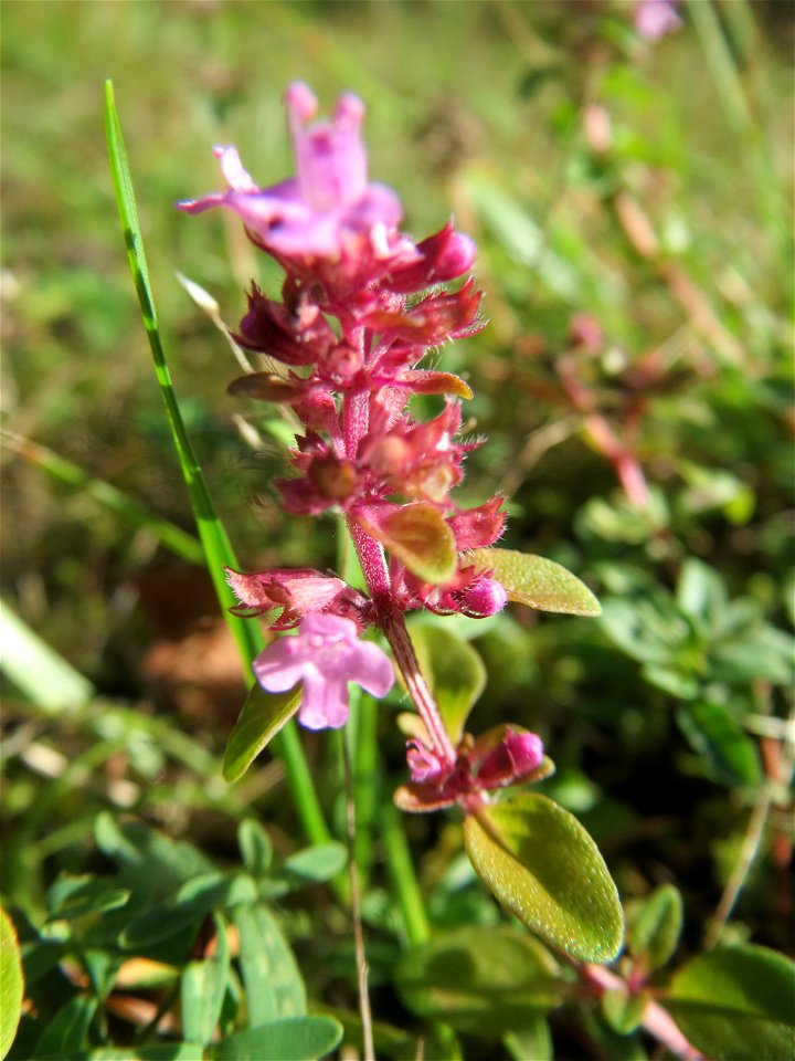 Sand-Thymian (Thymus serpyllum) im Schwetzinger Hardt - an der Bahnstrecke Mannheim-Karlsruhe findet sich ein kleines Sandmagerrasen-Biotop mit typischer Binnendünen-Vegetation
