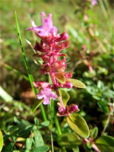 Sand-Thymian (Thymus serpyllum) im Schwetzinger Hardt - an der Bahnstrecke Mannheim-Karlsruhe findet sich ein kleines Sandmagerrasen-Biotop mit typischer Binnendünen-Vegetation photo