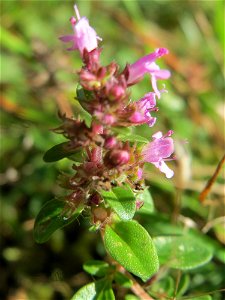 Sand-Thymian (Thymus serpyllum) im Schwetzinger Hardt - an der Bahnstrecke Mannheim-Karlsruhe findet sich ein kleines Sandmagerrasen-Biotop mit typischer Binnendünen-Vegetation photo