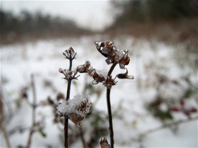 Sand-Thymian (Thymus serpyllum) im Schwetzinger Hardt - an der Bahnstrecke Mannheim-Karlsruhe findet sich ein kleines Sandmagerrasen-Biotop mit typischer Binnendünen-Vegetation