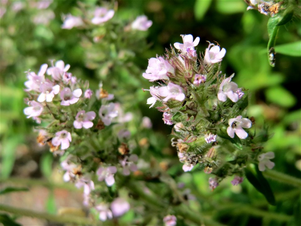Sand-Thymian (Thymus serpyllum) am Stadtrand von Hockenheim