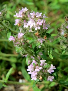 Sand-Thymian (Thymus serpyllum) am Stadtrand von Hockenheim