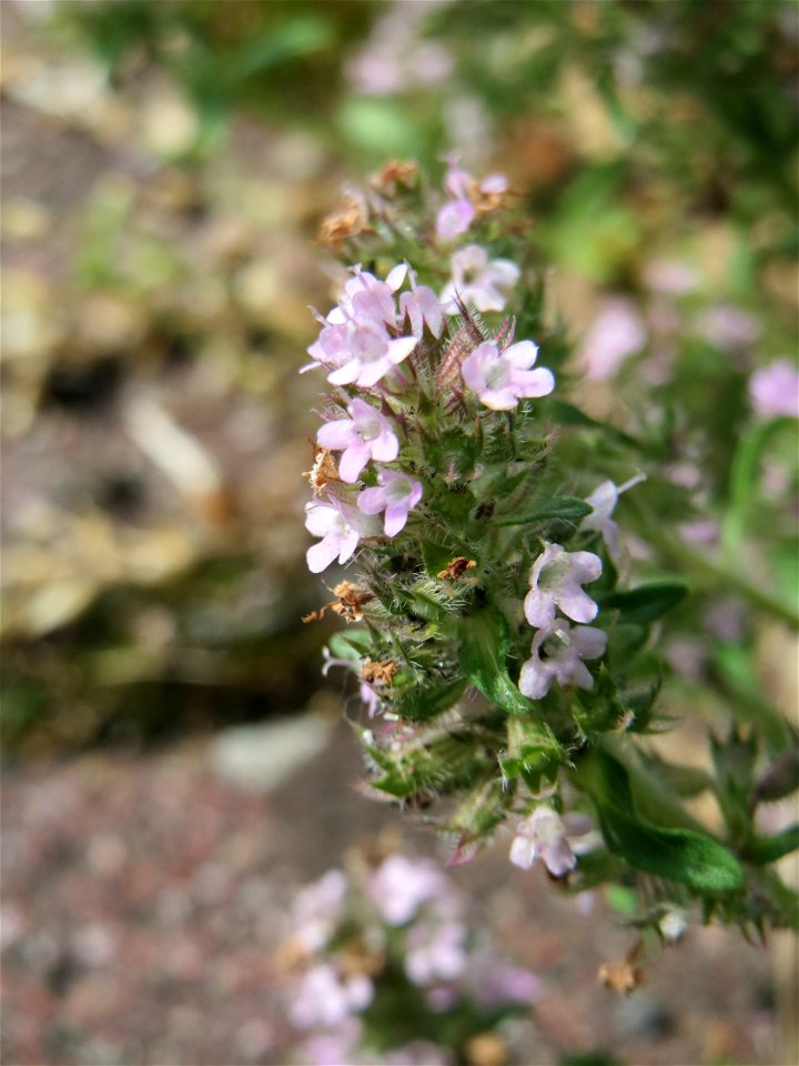 Sand-Thymian (Thymus serpyllum) am Stadtrand von Hockenheim