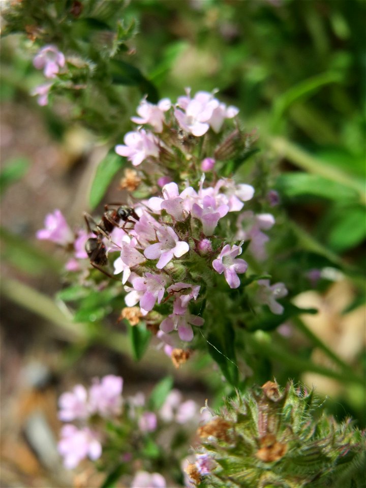 Sand-Thymian (Thymus serpyllum) am Stadtrand von Hockenheim