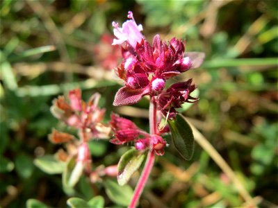 Sand-Thymian (Thymus serpyllum) auf dem Feldherrenhügel, Teilgebiet vom Naturschutzgebiet „Oftersheimer Dünen“