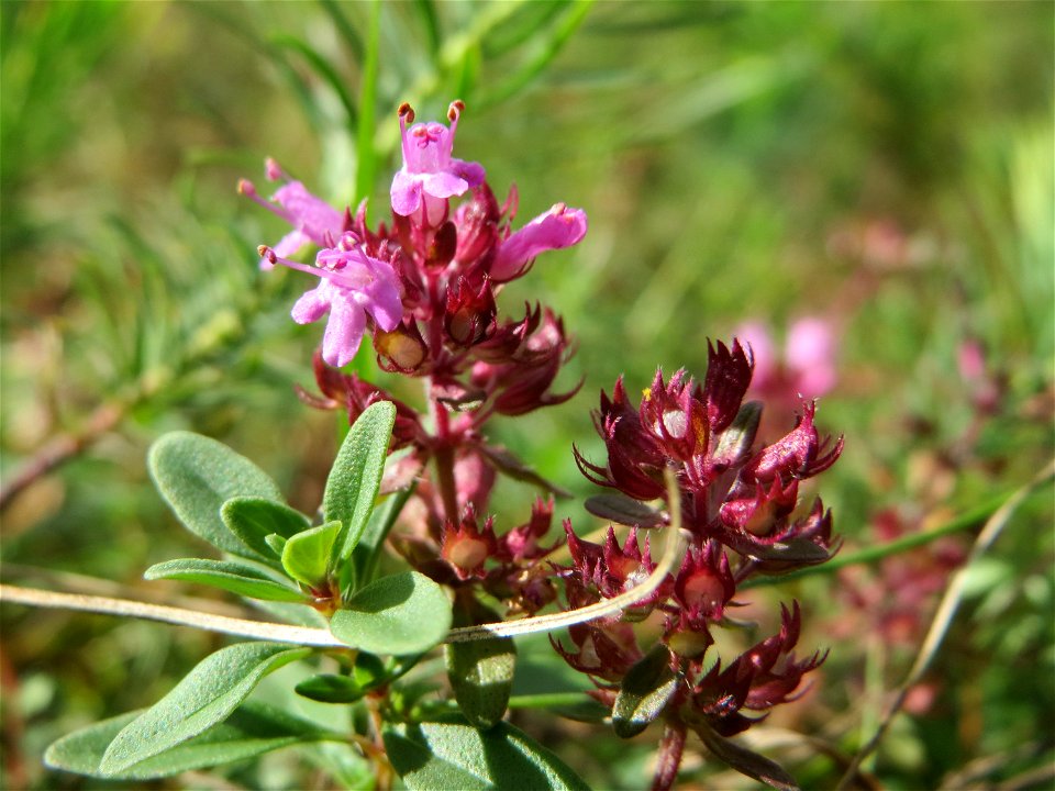 Sand-Thymian (Thymus serpyllum) auf dem Feldherrenhügel, Teilgebiet vom Naturschutzgebiet „Oftersheimer Dünen“