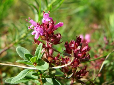 Sand-Thymian (Thymus serpyllum) auf dem Feldherrenhügel, Teilgebiet vom Naturschutzgebiet „Oftersheimer Dünen“