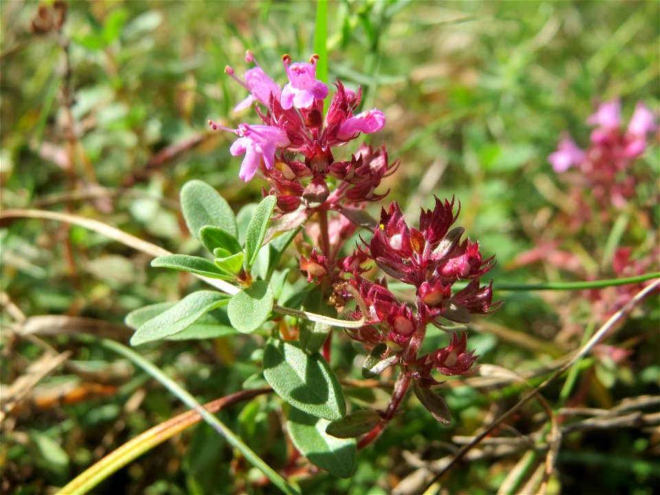 Sand-Thymian (Thymus serpyllum) auf dem Feldherrenhügel, Teilgebiet vom Naturschutzgebiet „Oftersheimer Dünen“
